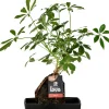 Intratuin Lova Arrangement Strahlenaralie (Schefflera) D 17 H 30 cm| Pflanzenarrangements|Grünpflanzen