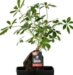 Intratuin Lova Arrangement Strahlenaralie (Schefflera) D 17 H 30 cm| Pflanzenarrangements|Grünpflanzen