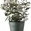 Intratuin Ölweide (Elaeagnus ebbingei 'Compacta') D 19 H 50 cm| Heckenpflanzen|Immergrüne Pflanzen