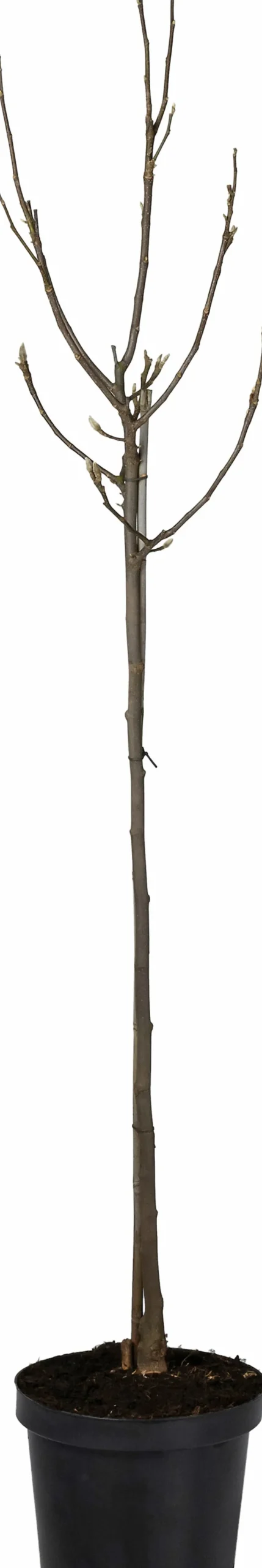 Intratuin Magnolie (Magnolia soulangeana 'Susan') D 27 H 90 cm| Blühende Pflanzen|Winterharte Pflanzen