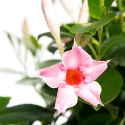 Intratuin Mandevilla Pyramide (Dipladenia 'Cream Pink') D 17 H 70 cm| Einjährige Pflanzen|Dipladenia