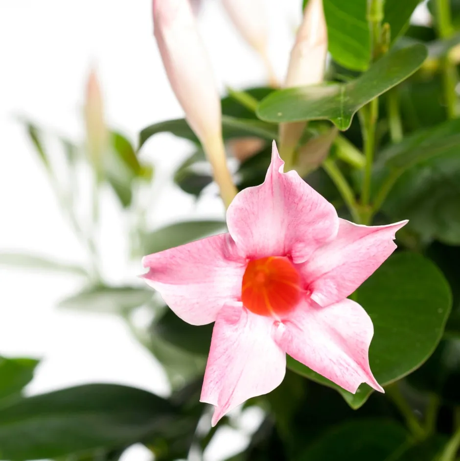 Intratuin Mandevilla Pyramide (Dipladenia 'Cream Pink') D 17 H 70 cm| Einjährige Pflanzen|Dipladenia