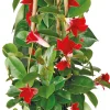 Intratuin Mandevilla Pyramide (Dipladenia 'Sundaville') rot D 17 H 70 cm| Blühende Pflanzen|Einjährige Pflanzen