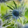Intratuin Mannstreu (Eryngium planum) D 9 H 5 cm| Blühende Pflanzen|Mehrjährige Pflanzen
