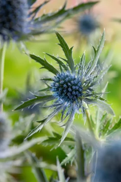Intratuin Mannstreu (Eryngium planum) D 9 H 5 cm| Blühende Pflanzen|Mehrjährige Pflanzen