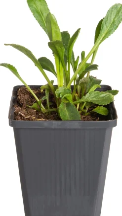 Intratuin Margerite (Leucanthemum superbum 'Silberprinzesschen') D 9 H 5 cm| Mehrjährige Pflanzen|Margerite