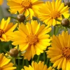Intratuin Mädchenauge (Coreopsis Grandiflora 'Sonnenkind')| Mehrjährige Pflanzen|Blühende Pflanzen