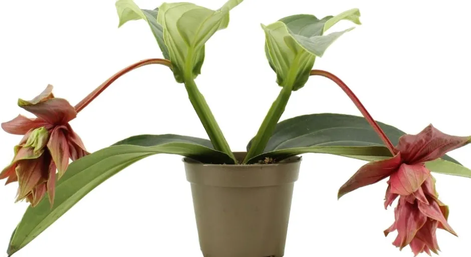 Intratuin Medinilla (Medinilla magnifica 'Dolce Rossa') D 14 H 30 cm| Blühende Zimmerpflanzen|Medinille