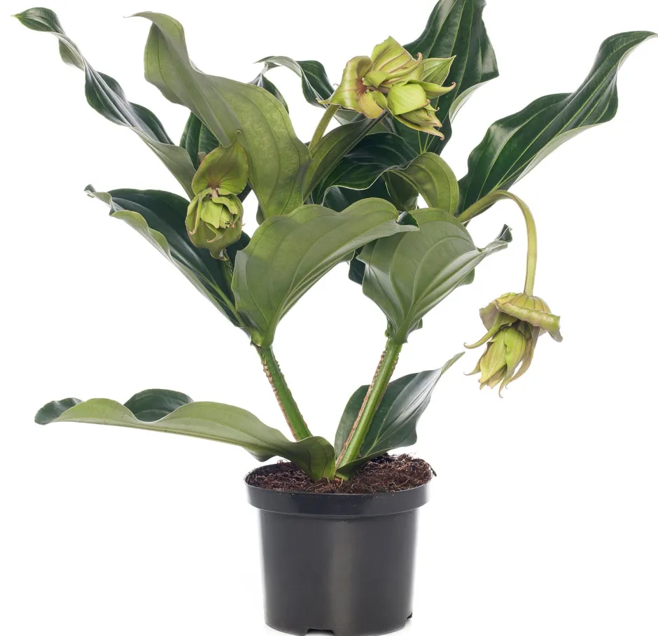 Intratuin Medinille (Medinilla magnifica) D 17 H 50 cm| Blühende Zimmerpflanzen|Medinille