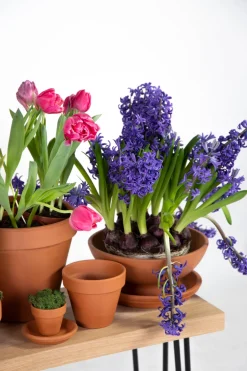 Intratuin Mega Collections Terracotta Untersetzer D 9 H 1,5 cm| Untersetzer