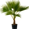 Intratuin Mexikanische Washingtonpalme (Washingtonia robusta) D 24 H 120 cm| Palmen