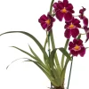 Intratuin Miltonia-Orchidee (Miltonia) Ø 12 cm H 50 cm| Blühende Zimmerpflanzen|Orchideen