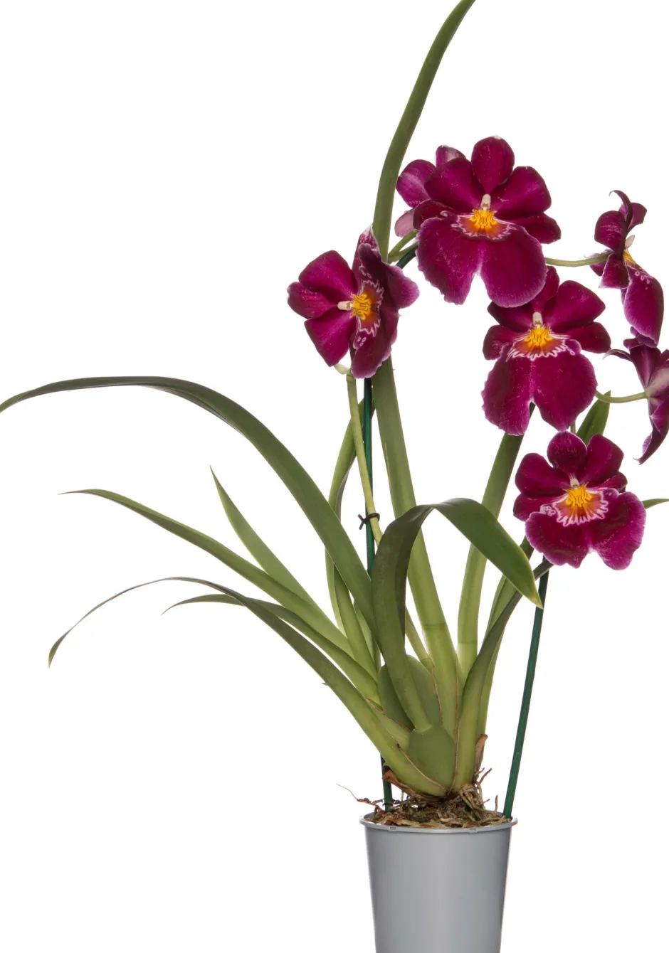 Intratuin Miltonia-Orchidee (Miltonia) Ø 12 cm H 50 cm| Blühende Zimmerpflanzen|Orchideen