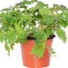 Intratuin Mimose (Mimosa pudica) D 9 H 13 cm| Kleine Zimmerpflanzen|Grünpflanzen