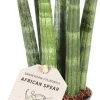 Intratuin Mini Bogenhanf (Sansevieria cylindrica 'Straight') D 6 H 25 cm| Kleine Zimmerpflanzen|Für Sonne