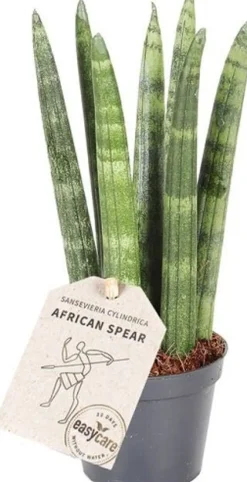 Intratuin Mini Bogenhanf (Sansevieria cylindrica 'Straight') D 6 H 25 cm| Kleine Zimmerpflanzen|Für Sonne