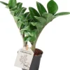 Intratuin Mini Glücksfeder (Zamioculcas zamiifolia 'Zenzi') D 6 H 18 cm| Kleine Zimmerpflanzen|Für Sonne