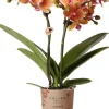 Intratuin Mini Orchidee (Phalaenopsis kolibri) orange D 9 H 40 cm| Blühende Zimmerpflanzen|Orchideen