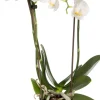 Intratuin Mini Orchidee (Phalaenopsis 'Little Kolibri') weiß D 9 cm H 30 cm| Blühende Zimmerpflanzen|Orchideen