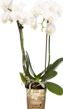 Intratuin Mini Orchidee (Phalaenopsis 'Little Kolibri') weiß D 9 cm H 30 cm| Blühende Zimmerpflanzen|Orchideen