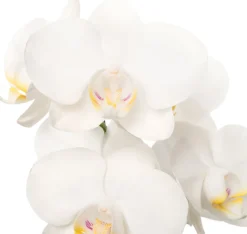 Intratuin Mini Orchidee (Phalaenopsis 'Little Kolibri') weiß D 9 cm H 30 cm| Blühende Zimmerpflanzen|Orchideen