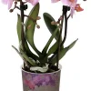 Intratuin Mini Orchidee (Phalaenopsis 'Little Kolibri') rosa D 9 cm H 30 cm| Blühende Zimmerpflanzen|Orchideen
