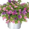 Intratuin Mini-Hängepetunie (Calibrachoa 'Trixi') D 17 H 25 cm| Einjährige Pflanzen|Blühende Pflanzen
