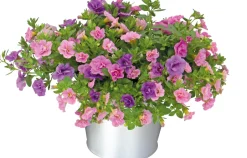 Intratuin Mini-Hängepetunie (Calibrachoa 'Trixi') D 17 H 25 cm| Einjährige Pflanzen|Blühende Pflanzen