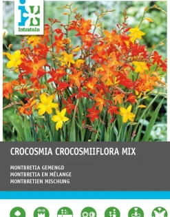 Intratuin Montbretie (Crocosmia) Blumenzwiebeln gemischt 40 St.| Blumenzwiebeln|Sommer-Blüher