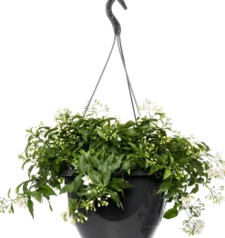 Intratuin Nachtschatten im Hängetopf (Solanum jasminoides) D 27 H 40 cm| Blühende Pflanzen|Einjährige Pflanzen