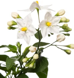 Intratuin Nachtschatten im Hängetopf (Solanum jasminoides) D 27 H 40 cm| Blühende Pflanzen|Einjährige Pflanzen