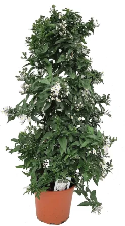 Intratuin Nachtschatten Pyramide (Solanum jasminoides) D 19 H 70 cm| Winterharte Pflanzen|Einjährige Pflanzen