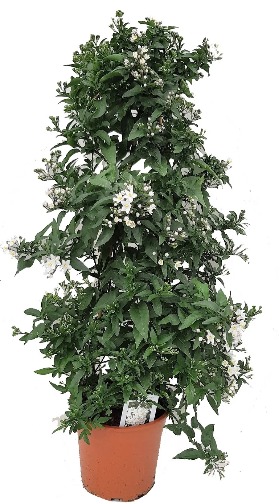 Intratuin Nachtschatten Pyramide (Solanum jasminoides) D 19 H 70 cm| Winterharte Pflanzen|Einjährige Pflanzen