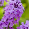 Intratuin Nachtviole (Hesperis matronalis) D 9 H 5 cm| Blühende Pflanzen|Mehrjährige Pflanzen