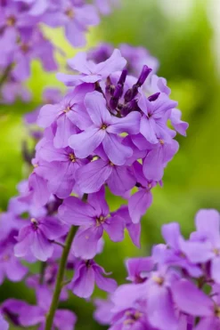 Intratuin Nachtviole (Hesperis matronalis) D 9 H 5 cm| Blühende Pflanzen|Mehrjährige Pflanzen