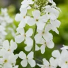 Intratuin Nachtviole (Hesperis matronalis 'Alba') D 11 H 5 cm| Mehrjährige Pflanzen|Blühende Pflanzen