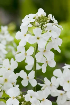 Intratuin Nachtviole (Hesperis matronalis 'Alba') D 11 H 5 cm| Mehrjährige Pflanzen|Blühende Pflanzen