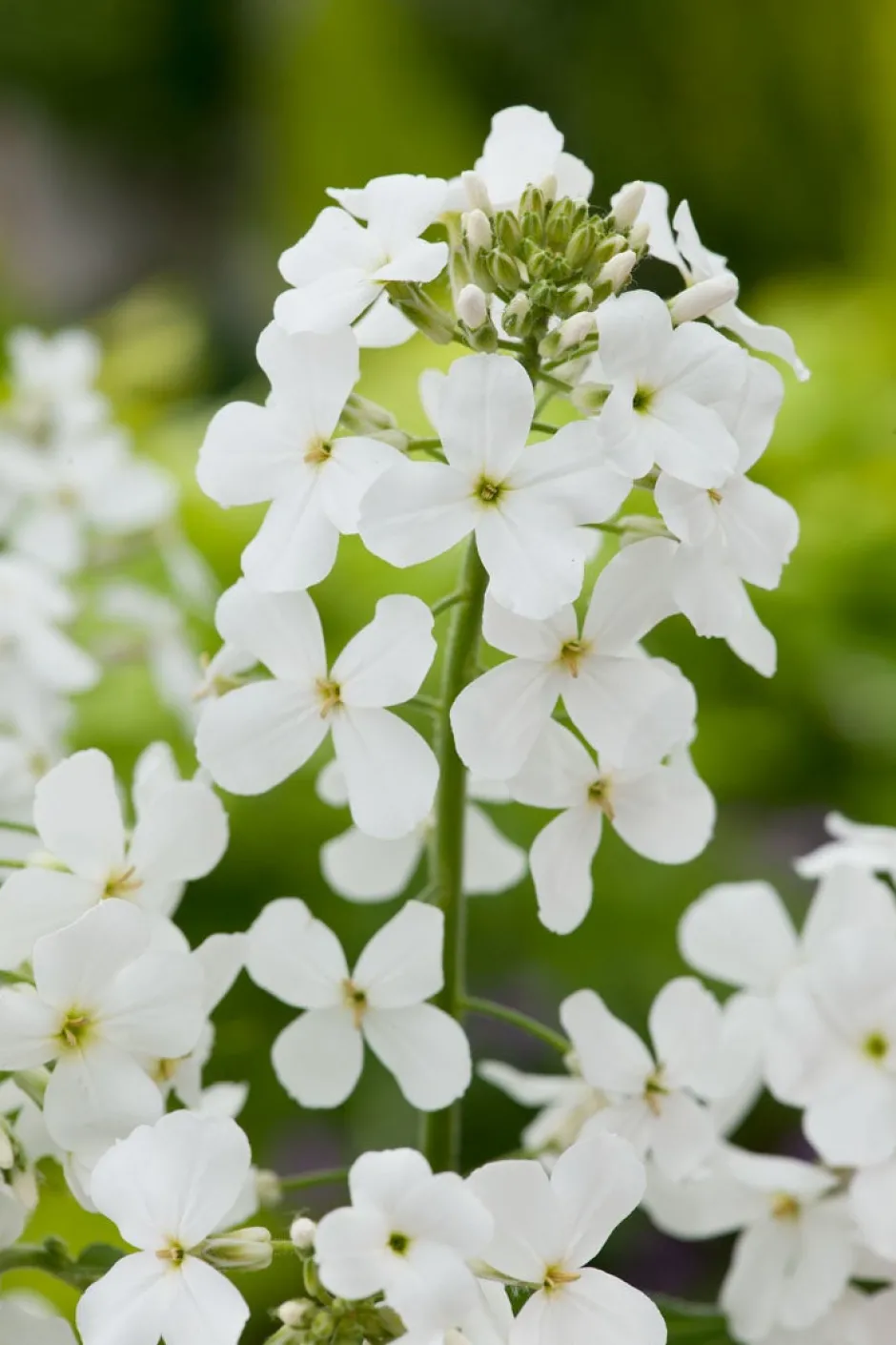 Intratuin Nachtviole (Hesperis matronalis 'Alba') D 11 H 5 cm| Mehrjährige Pflanzen|Blühende Pflanzen
