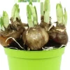 Intratuin Narzisse (Narcissus 'Bridal Crown') D 12 H 15 cm| Kleine Zimmerpflanzen|Blühende Zimmerpflanzen