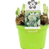 Intratuin Narzisse  (Narcissus 'Bridal Crown') D 12 H 14 cm| Kleine Zimmerpflanzen|Blühende Zimmerpflanzen