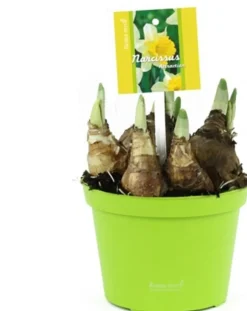 Intratuin Narzisse (Narzissesus 'Attraction') D 12 H 14 cm| Kleine Zimmerpflanzen|Für Sonne
