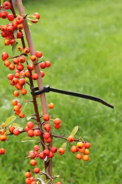 Intratuin Nature Kabelbinder 20 cm schwarz 25 St.| Rankhilfen|Bindematerial