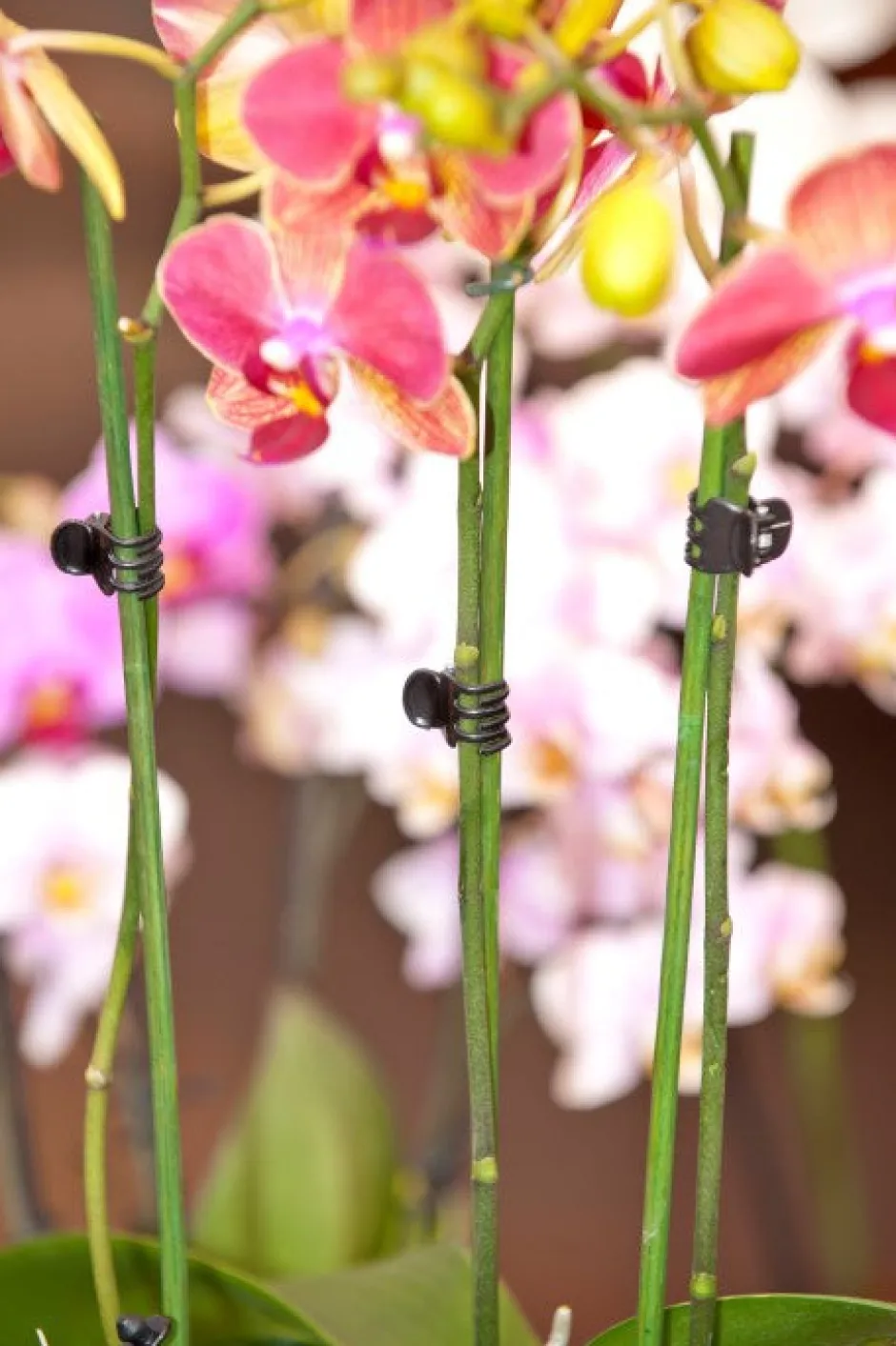 Intratuin Nature Orchideenclips schwarz 10 St.| Rankhilfen|Bindematerial