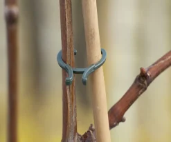 Intratuin Nature Pflanzenklammern 15 x D16mm, 15 x D20mm und 10 x D25mm| Rankhilfen|Bindematerial