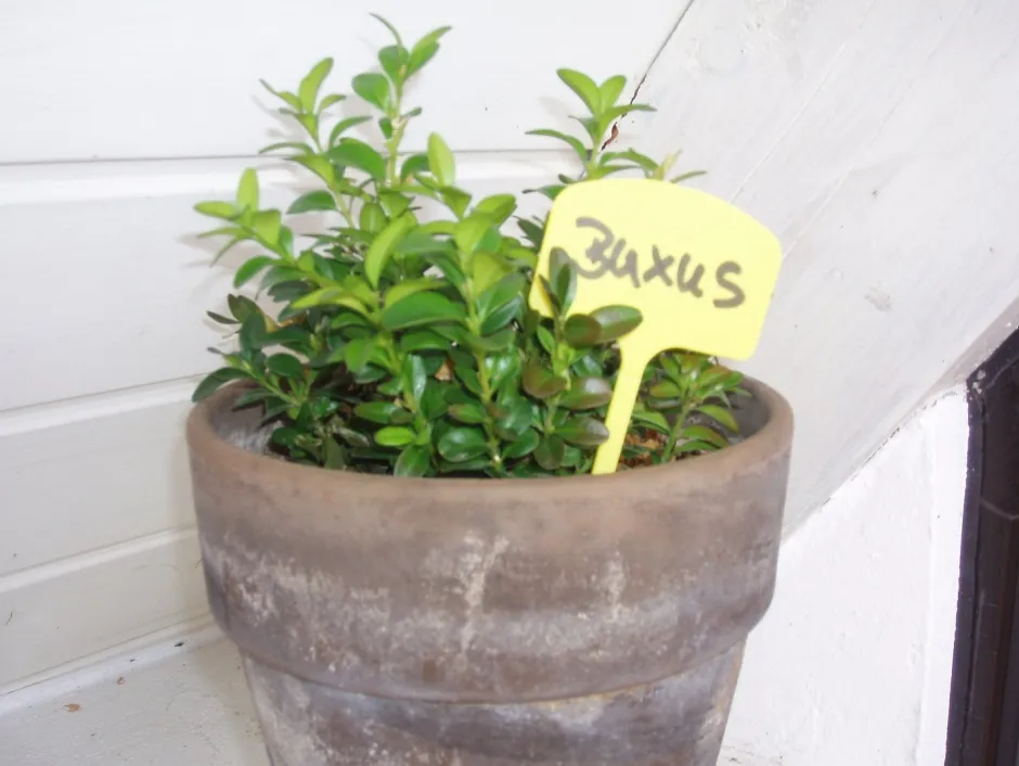 Intratuin Nature Pflanzenschilder 12,5 cm gelb 10 St.| Pflanzenschilder