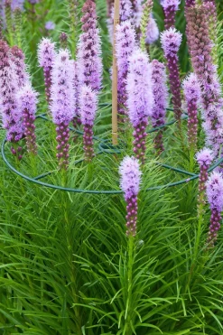 Intratuin Nature Pflanzenstützen D 30 cm 3 St.| Rankhilfen|Pflanzenstützen