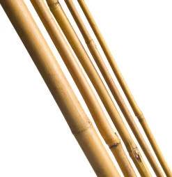 Intratuin Nature Pflanzstab Bambus H 240 cm D 18-20 mm 3 St.| Rankhilfen|Pflanzstäbe