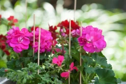 Intratuin Nature Pflanzstab Bambus H 30 cm 20 St.| Rankhilfen|Pflanzstäbe