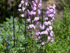 Intratuin Nature Pflanzstab Metall H 120 cm D 11 mm| Rankhilfen|Pflanzstäbe