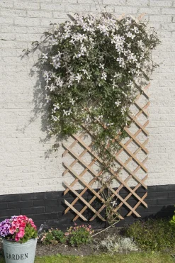 Intratuin Nature Rankgitter 50 x 150 cm| Rankhilfen|Rankgitter & Spaliere